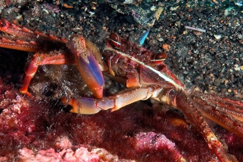 Underwater photo close-up of red rock crab