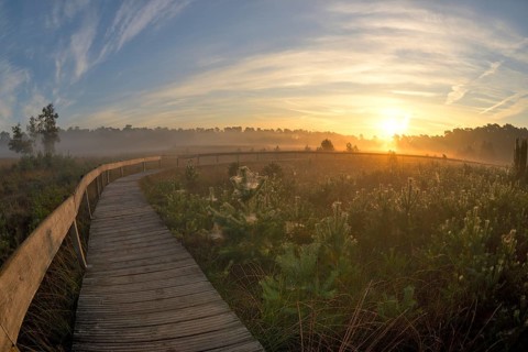 Wooden footbridge in a moor with warty birch