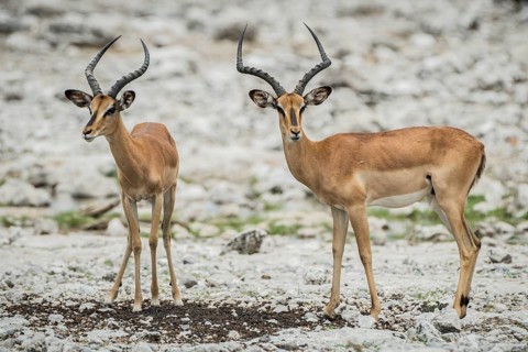 Black-faced impala