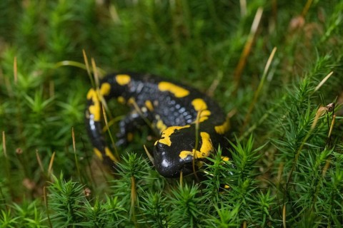 Feuersalamander