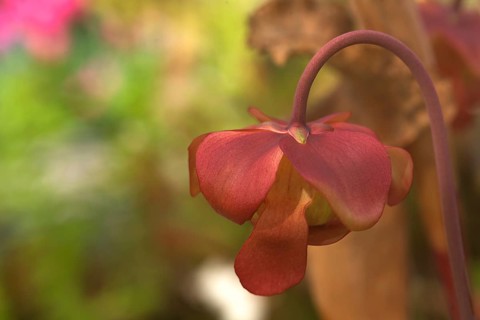 Flower of a red purple pitcher plant