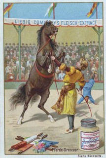 Series Horse Dressage in the Circus