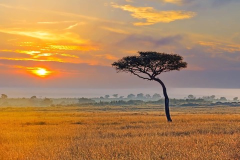 umbrella acacia