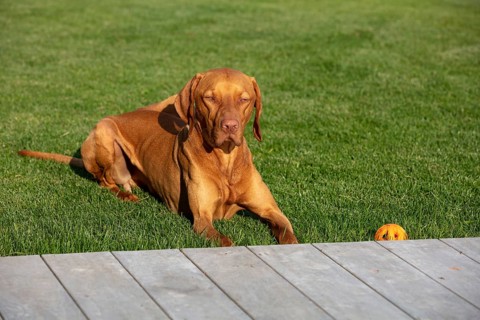 Young Vizsla male