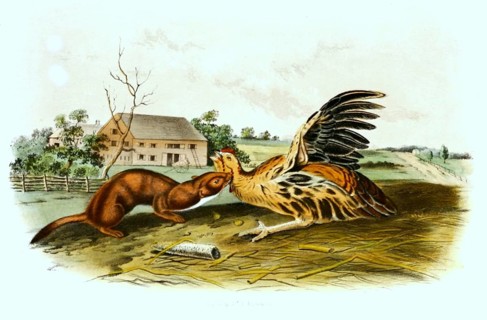 Mouse weasel