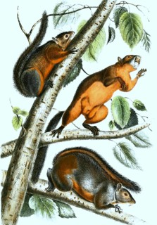 Red-bellied squirrel