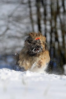 Lhasa Apso running in the snow