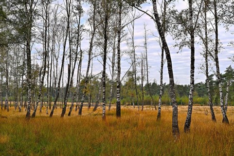 Warty birch