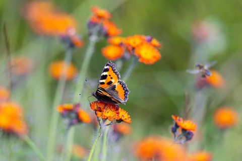 Small tortoiseshell