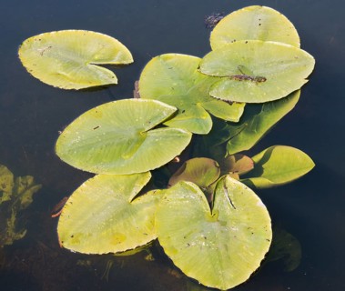 Teichrosen
