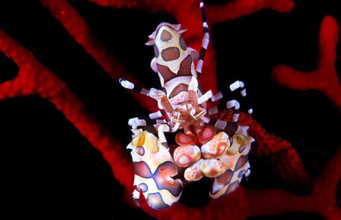 Harlekingarnele