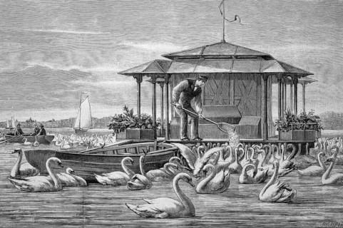 Man feeding the swans around 1890
