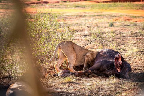 Several young female lions