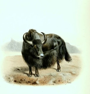 Yak