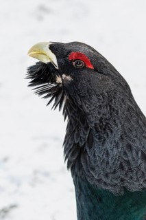 Western capercaillie
