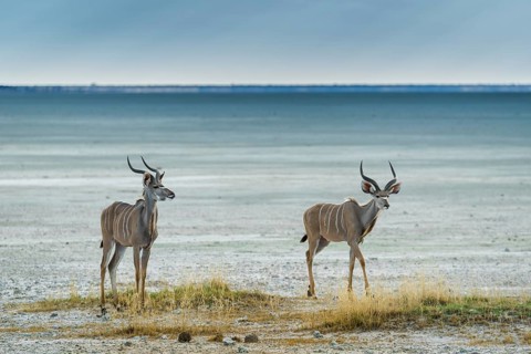 Greater kudu