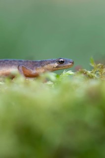 Teichmolch