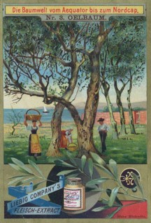 Series The World of Trees from the Equator to the North Cape