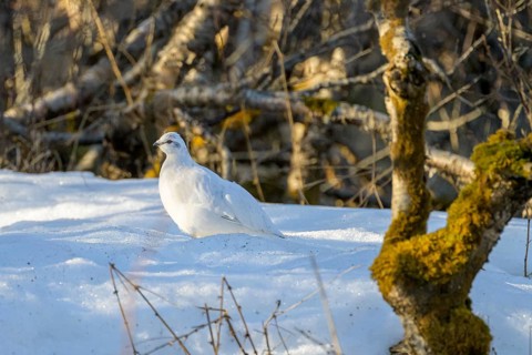 Rock Ptarmigan