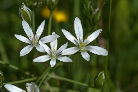 Star-of-bethlehem