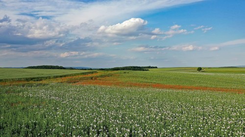 Field with Waldviertel grey poppy