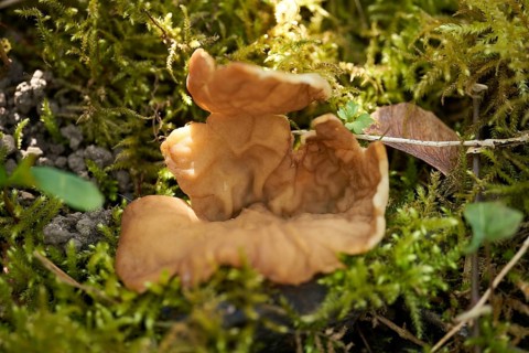 Adventitious morel cupling