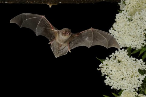 Common bent-wing bat