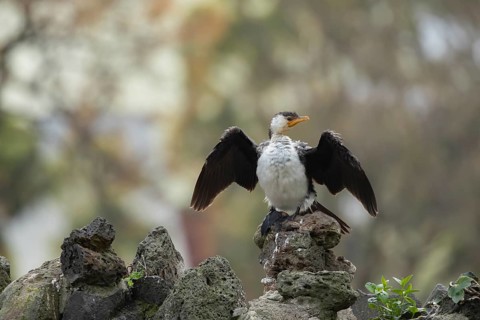 Little pied cormorant