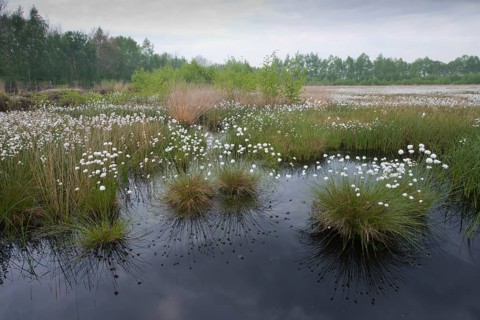 Hare's-tail cottongrass