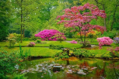 Tree with colorful red leaves in Japanese garden
