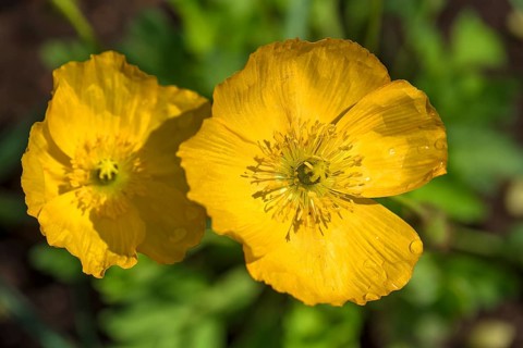 Yellow Iceland poppy