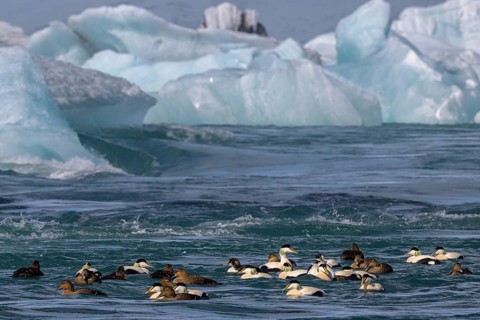 Common eider