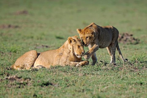 Lions