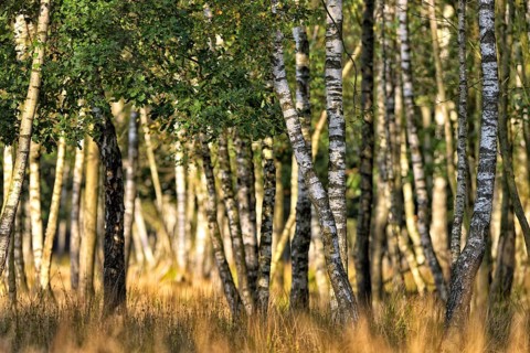Warty birch