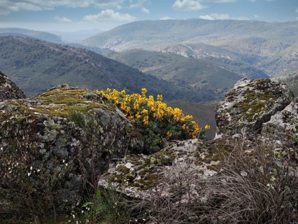 Blick in den Monfrague Nationalpark im Vordergrund bluehender gelber Ginster