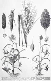 Historisches Bild verschiedener Poaceae oder