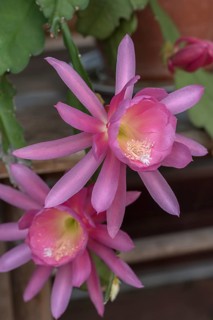 Flowers of a nopalxochitl