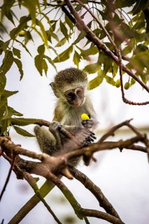 Vervet monkey