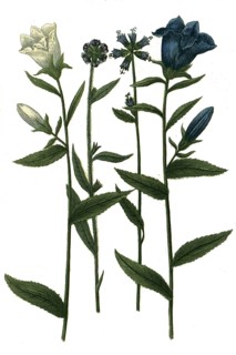 Various bellflowers