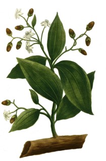 Cinnamon