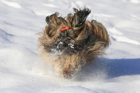 Lhasa Apso running in the snow