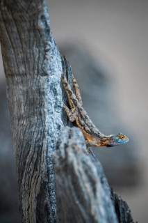 Ground agama