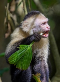 White-headed capuchin