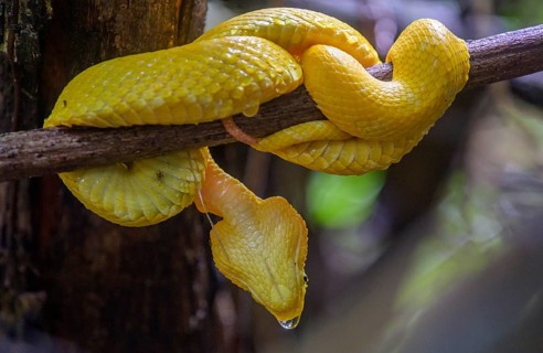 Eyelash pit viper