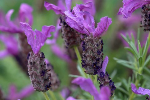 Flowers of lavender