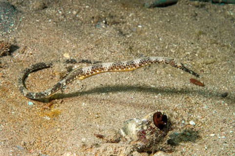 Schultz's pipefish