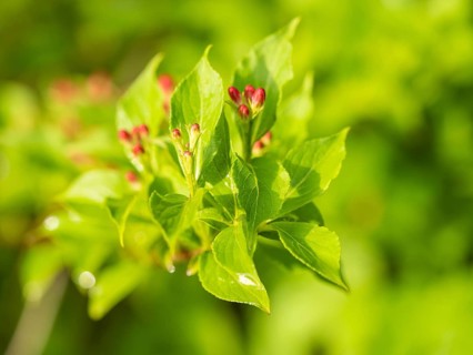 Buds of a weigelas