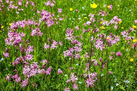 Cuckoo's campion