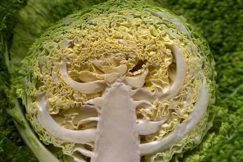 Structure of a halved vegetable cabbage