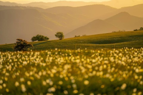 Trees and blooming on mount Petrano at sunset